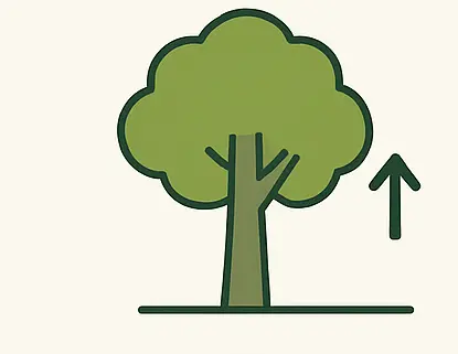 Tree Crown Raising Icon With Elevated Lower Branches To Improve Clearance Below The Canopy.