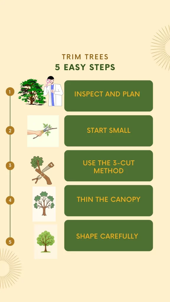 Infographic showing five steps to trim trees: inspect and plan, start small with pruning shears, use the 3-cut method for large branches, thin the canopy for light and airflow, and shape carefully to maintain the natural form.